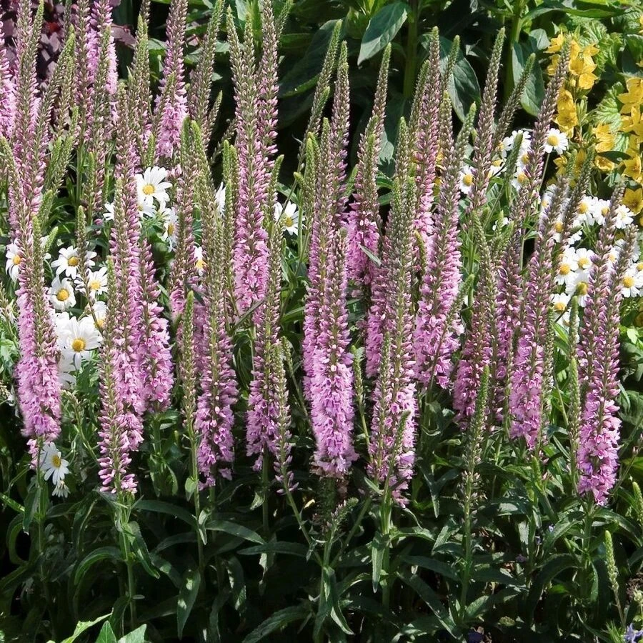 Вероника длиннолистная «Роуз Тон» Veronica longifolia "Rose Tone"
