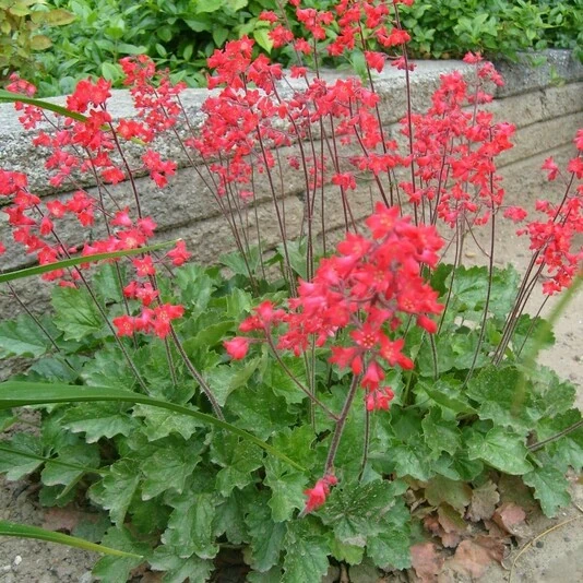 Гейхера кроваво-красная "Корал Форест" Heuchera sanguinea "Coral Forest"
