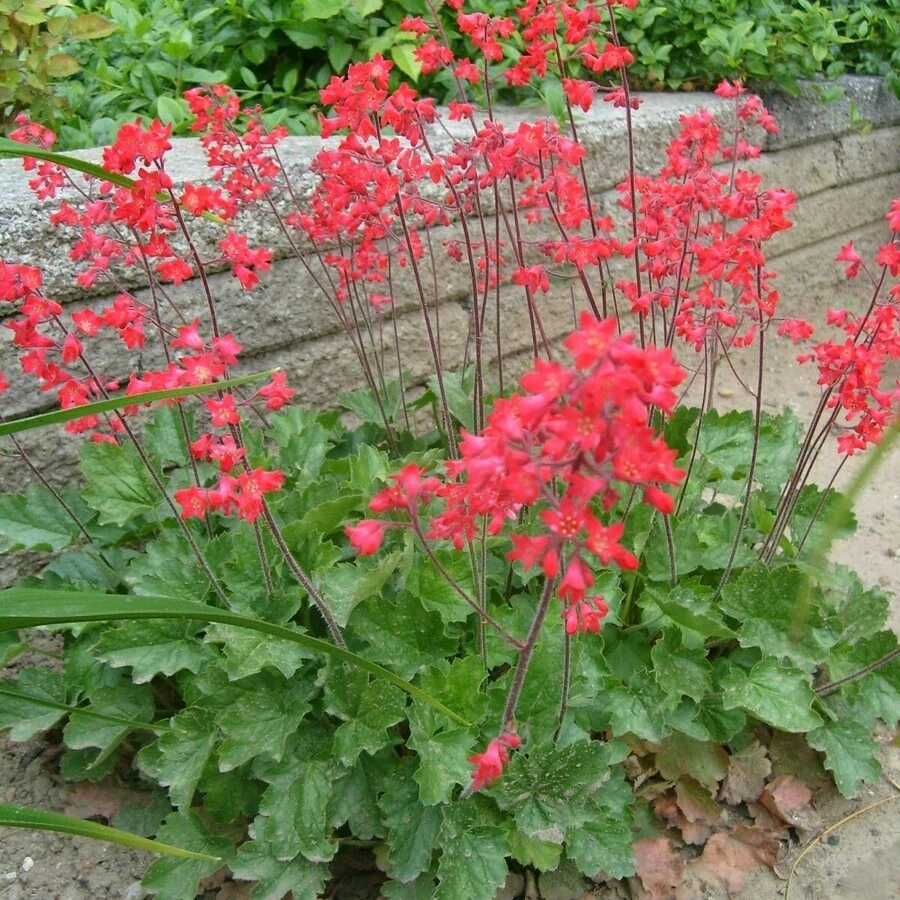 Гейхера кроваво-красная "Корал Форест" Heuchera sanguinea "Coral Forest"
