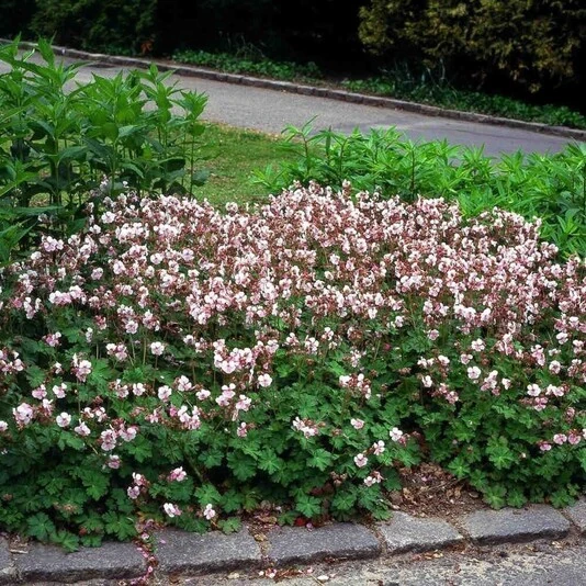 Герань кантабригенская "Биоково" Geranium x cantabrigense "Biokovo"
