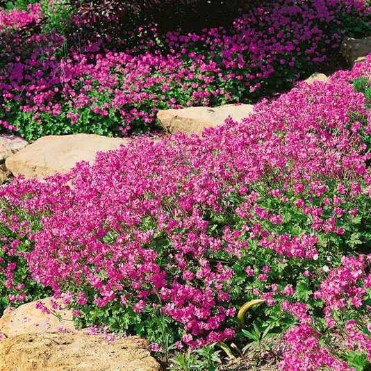 Герань кембриджская "Кембридж" Geranium x cantabrigiense "Cambridge"