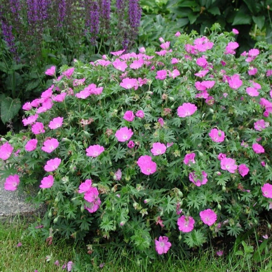 Герань кроваво-красная Geranium sanguineum