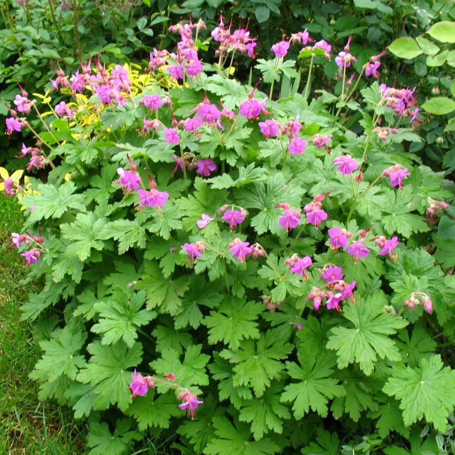 Герань крупнокорневищная Geranium macrorhizum