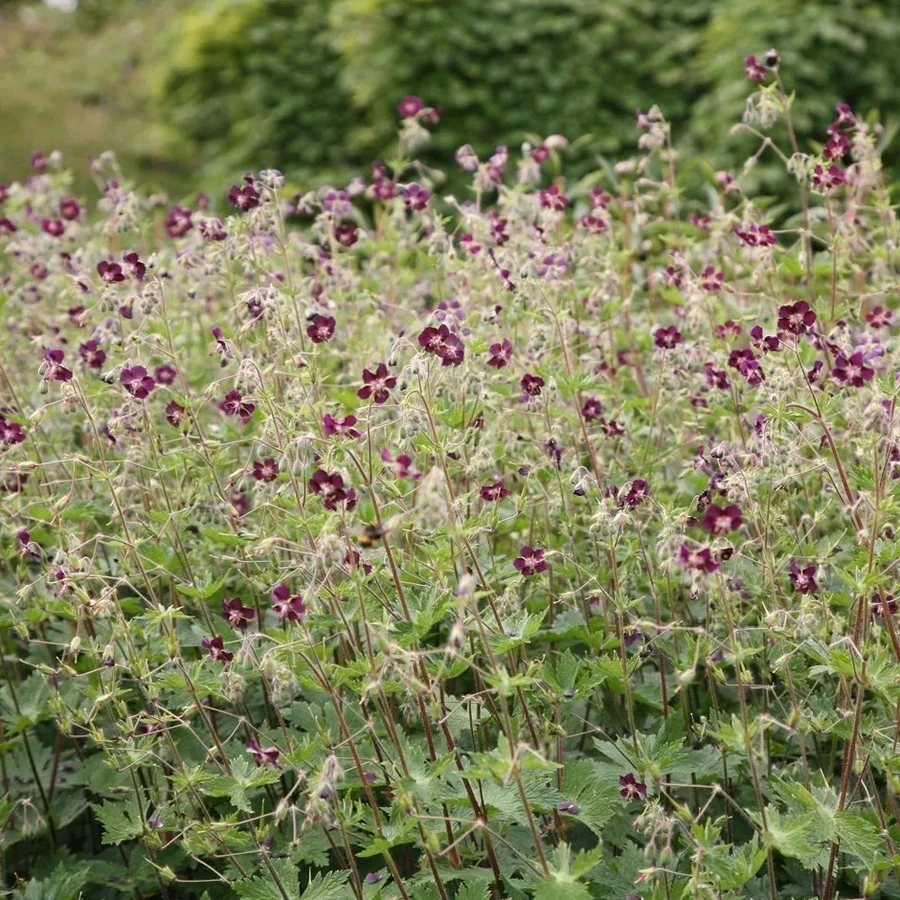 Герань темная Geranium phaeum