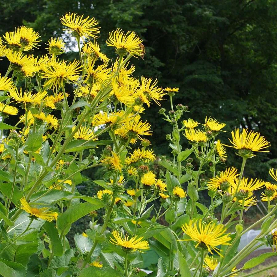 Девясил высокий Inula helenium