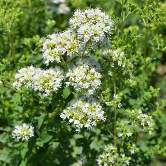Душица обыкновенная "Хот энд Спайси" Origanum vulgare "Hot and Spicy"