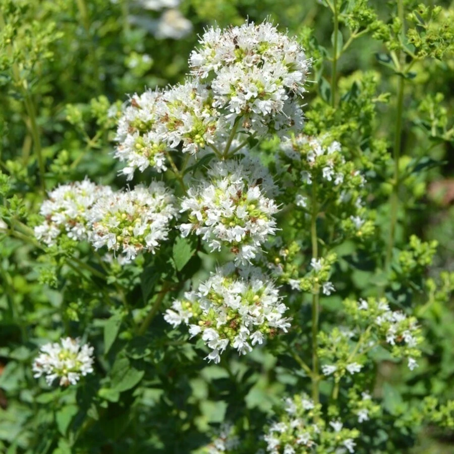 Душица обыкновенная "Хот энд Спайси" Origanum vulgare "Hot and Spicy"