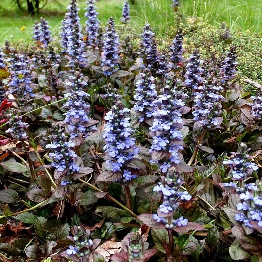 Живучка ползучая "Атропурпуреа" Ajuga reptans "Atropurpurea"