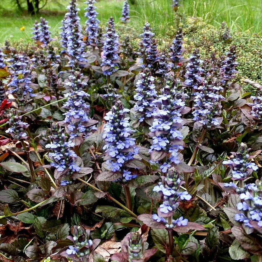 Живучка ползучая "Атропурпуреа" Ajuga reptans "Atropurpurea"