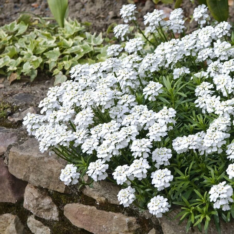 Иберис вечнозеленый Iberis sempervirens