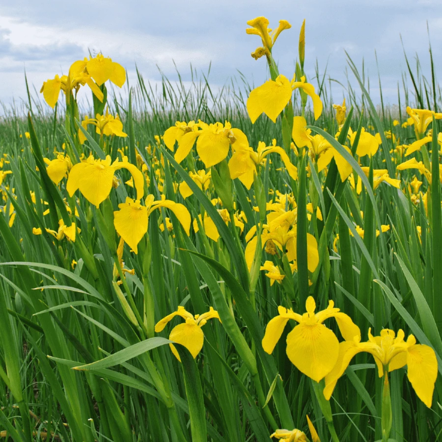 Ирис болотный Iris pseudacorus