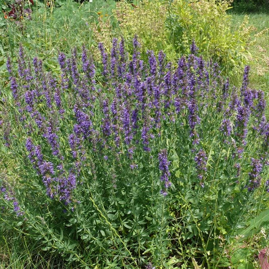 Иссоп лекарственный Hyssopus officinalis синий