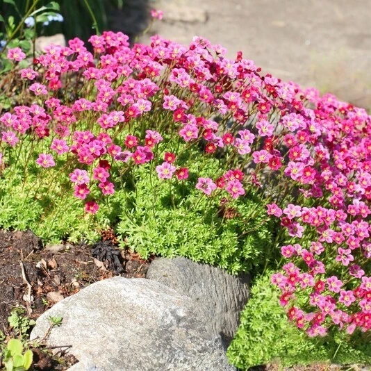 Камнеломка Арендса "Перпл Роуб" Saxifraga arendsii 'Purple Robe'