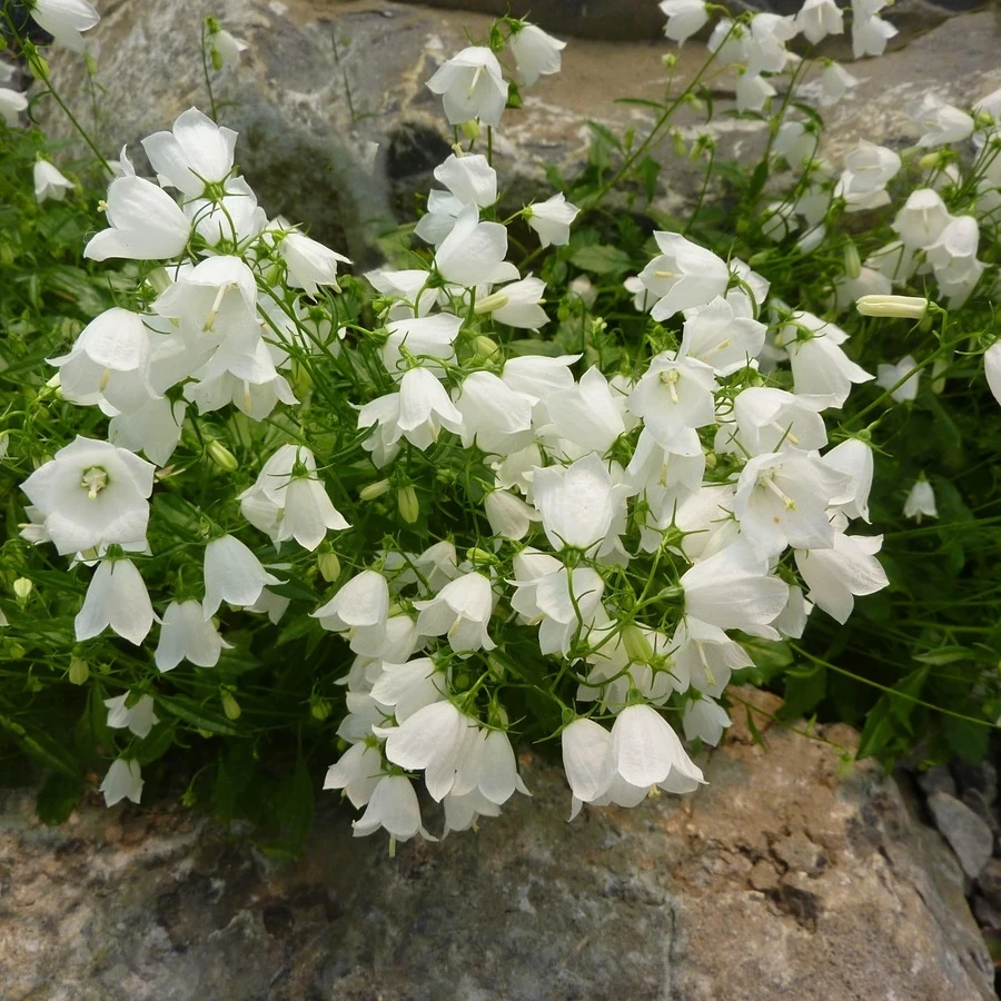 Колокольчик карпатский "Вайт Клипс" Campanula carpatica "White Clips"