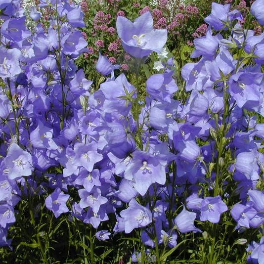 Колокольчик персиколистный «Такион Блю» Campanula persicifolia "Takion Blue"