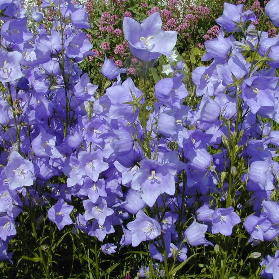 Колокольчик персиколистный «Такион Блю» Campanula persicifolia "Takion Blue"