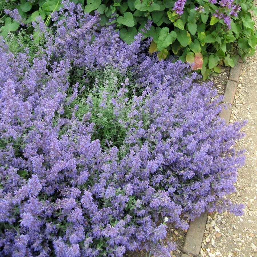Котовник "Кит Кат" Nepeta x faassenii "Kit Cat"