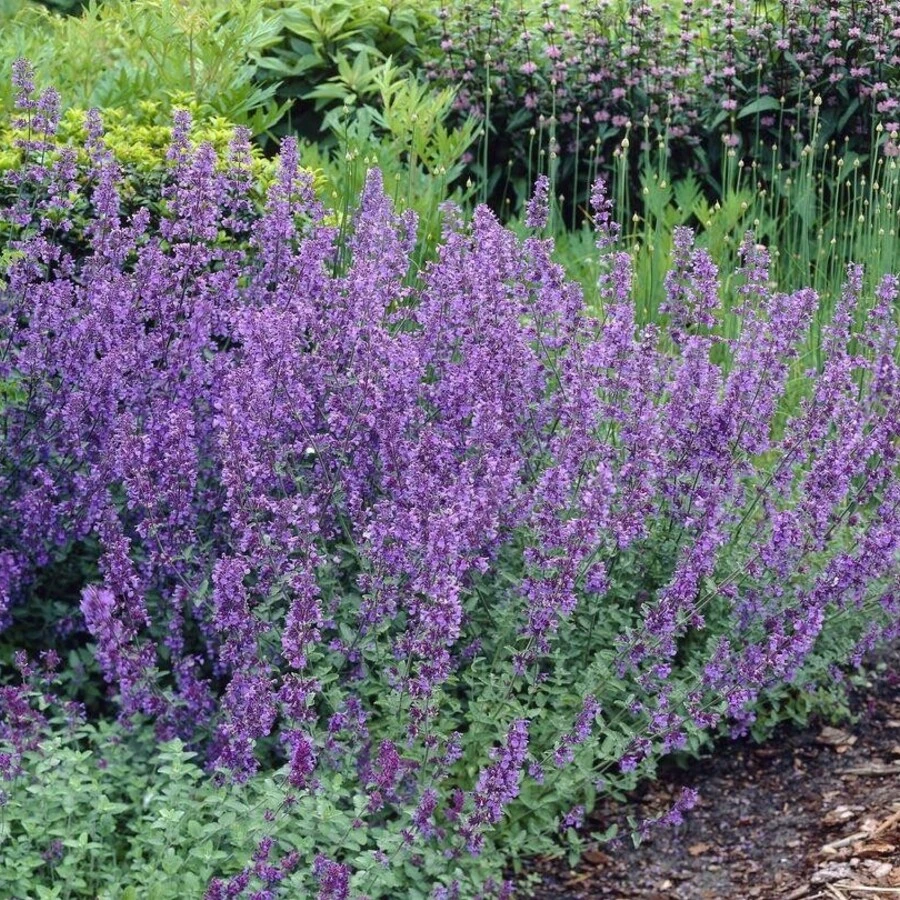 Котовник "Сикс Хиллз Гиант" Nepeta 'Six Hills Giant'