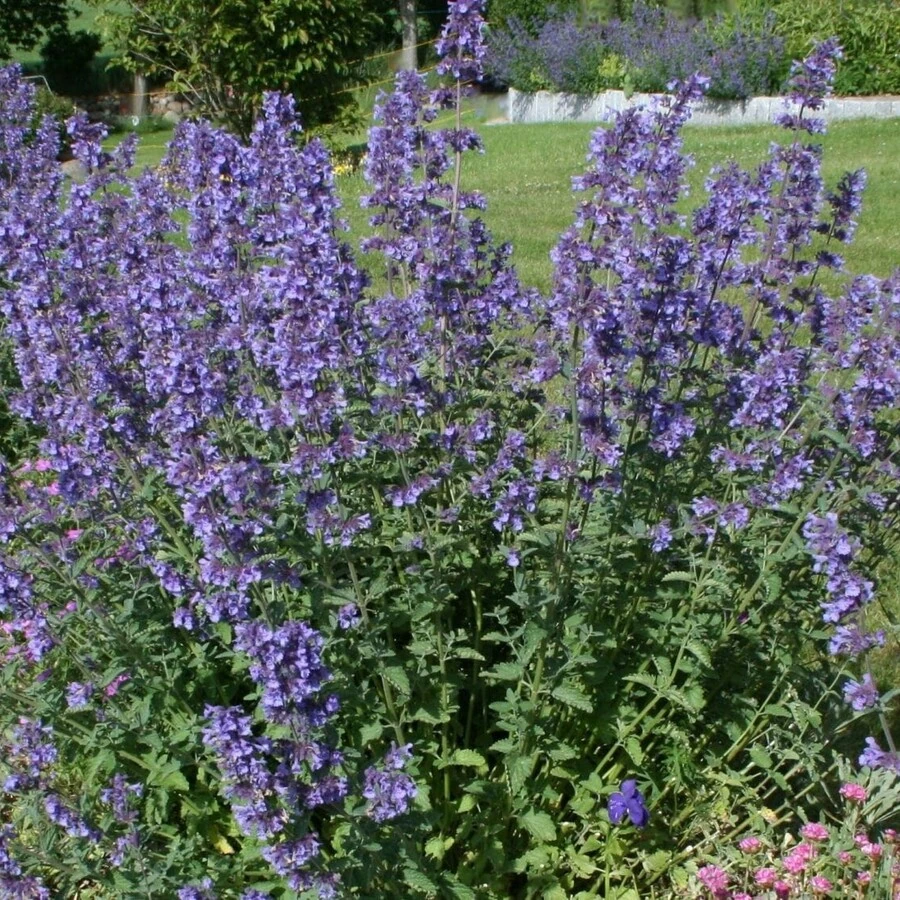 Котовник кистевидный "Блю Вандер" Nepeta racemosa "Blue Wonder"