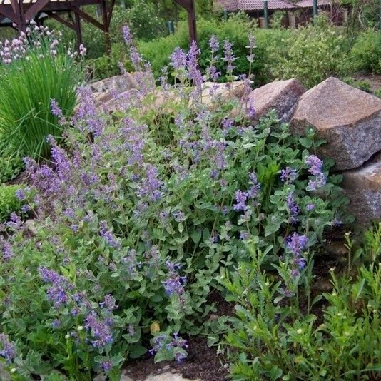 Котовник полусидячий "Блю Дримс" Nepeta subsessilis "Blue Dreams"