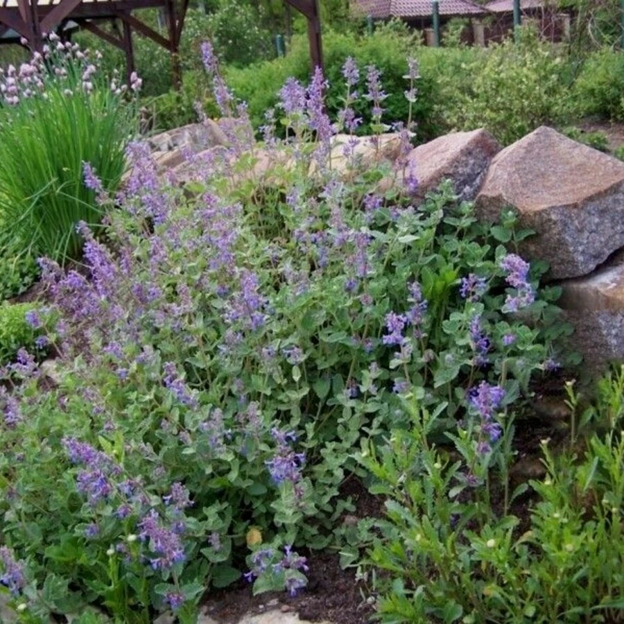 Котовник полусидячий "Блю Дримс" Nepeta subsessilis "Blue Dreams"