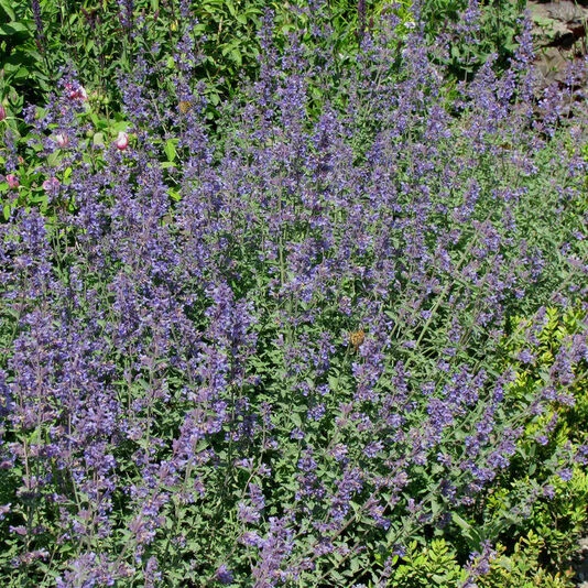 Котовник Фассена "Дропмо" Nepeta x faassenii "Dropmore"