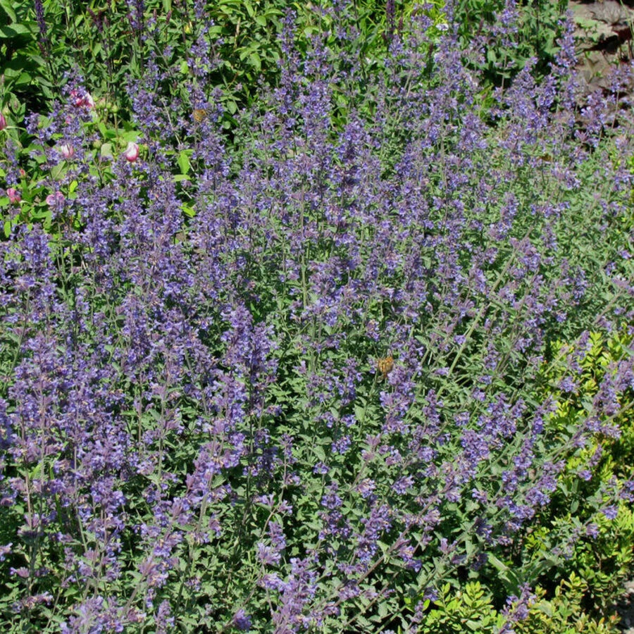 Котовник Фассена "Дропмо" Nepeta x faassenii "Dropmore"
