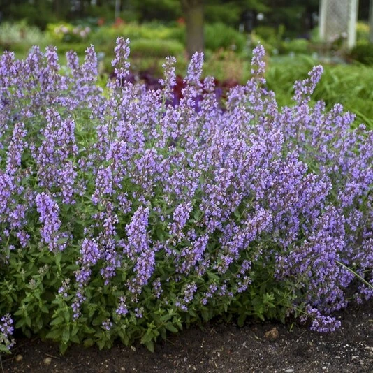 Котовник Фассена "Катс Меов" Nepeta faassenii "Cat's Meow"