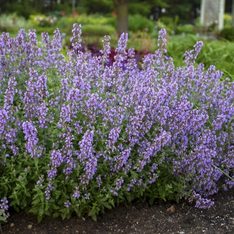 Котовник Фассена "Катс Меов" Nepeta faassenii "Cat's Meow"