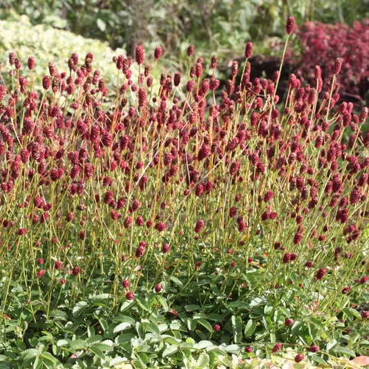 Кровохлебка лекарственная "Тана" Sanguisorba officinalis 'Tanna'