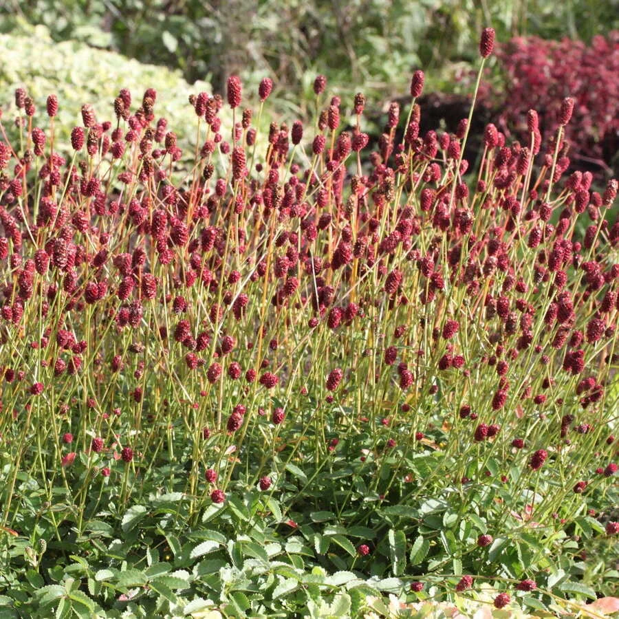 Кровохлебка лекарственная "Тана" Sanguisorba officinalis 'Tanna'