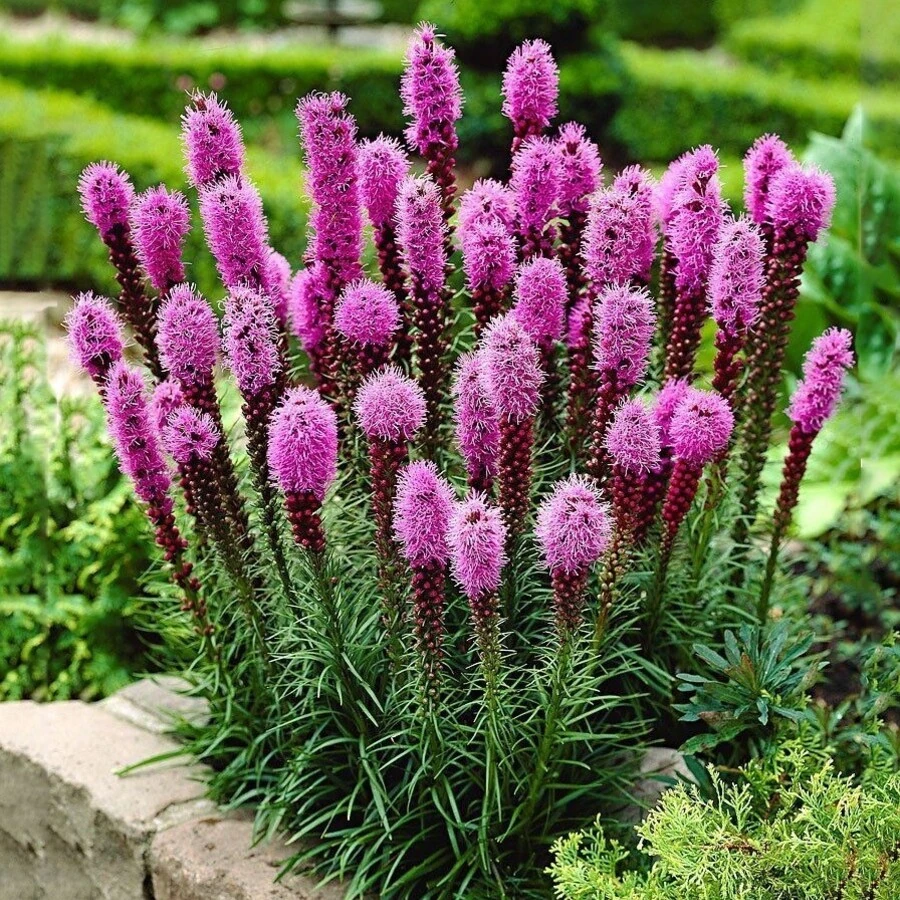 Лиатрис колосковый Liatris spicata