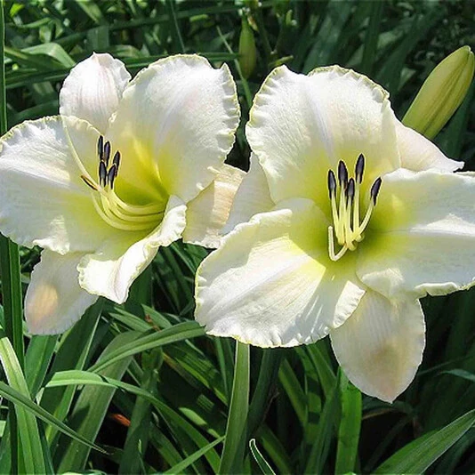 Лилейник "Арктик Сноу" Hemerocallis 'Arctic Snow'