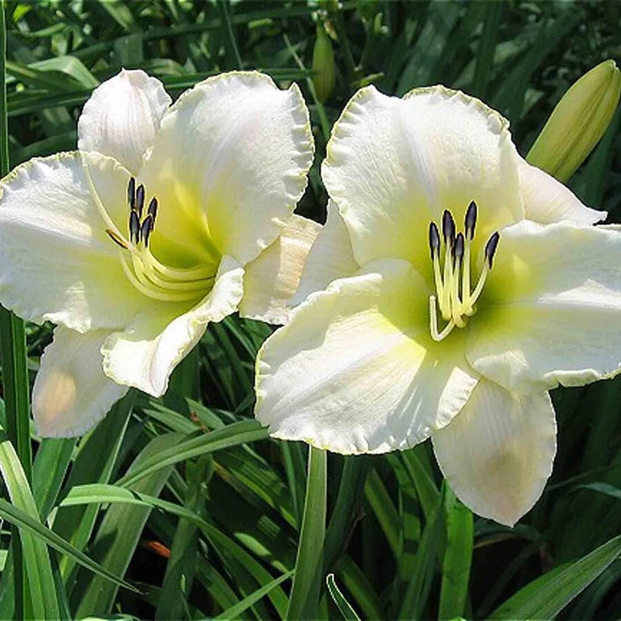 Лилейник "Арктик Сноу" Hemerocallis 'Arctic Snow'