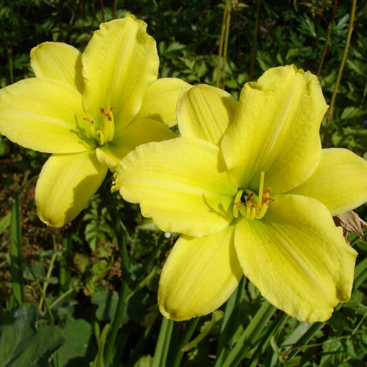 Лилейник гибридный "Грин Флаттер" Hemerocallis 'Green Flutter'