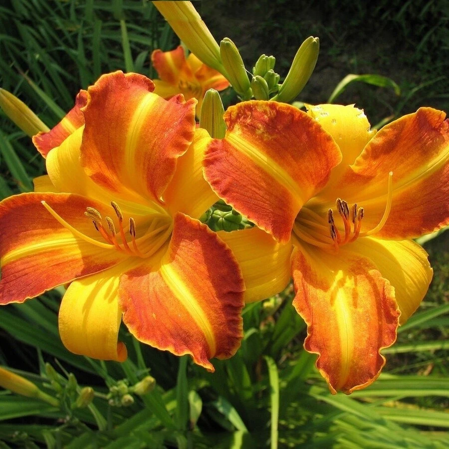 Лилейник "Франс Хэлс" Hemerocallis ‘Frans Hals’