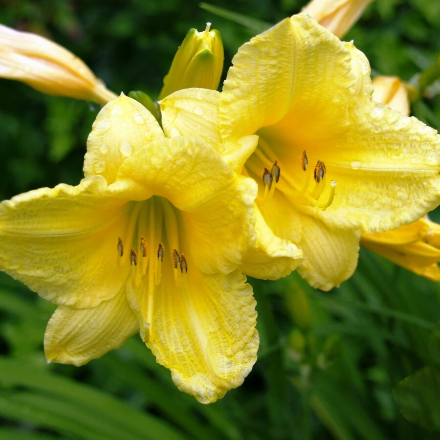 Лилейник "Хэппи Рэтёрнс" Hemerocallis 'Happy Returns'
