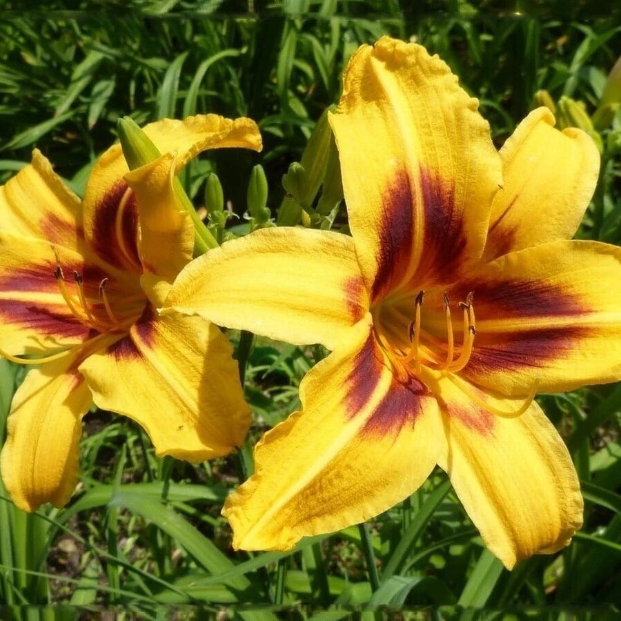 Лилейник гибридный "Бонанза" Hemerocallis x hybrida "Bonanza"