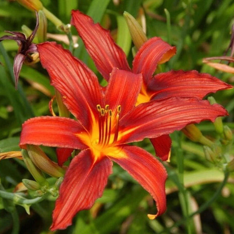 Лилейник гибридный "Кримсон Пират" Hemerocallis "Crimson Pirate"