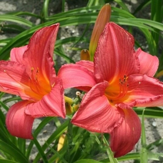 Лилейник гибридный "Пинк Джероен" Hemerocallis "Pink Jeroen"