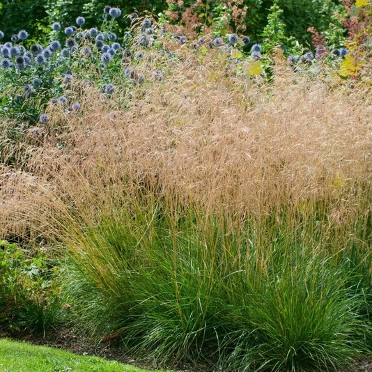 Луговик дернистый Deschampsia cespitosa