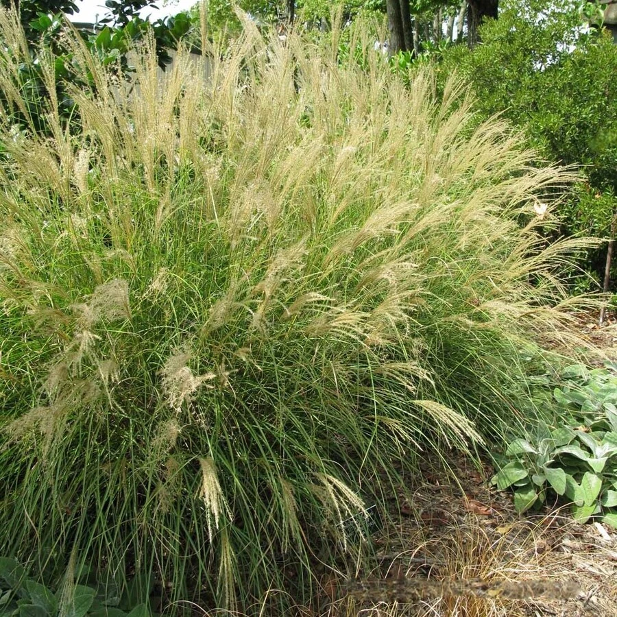Луговик дернистый "Бронзешлеер" Deschampsia cespitosa Bronzeschleier