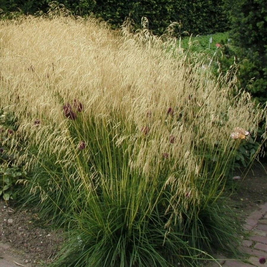Луговик дернистый "Голдтау" Deschampsia cespitosa "Goldtau"