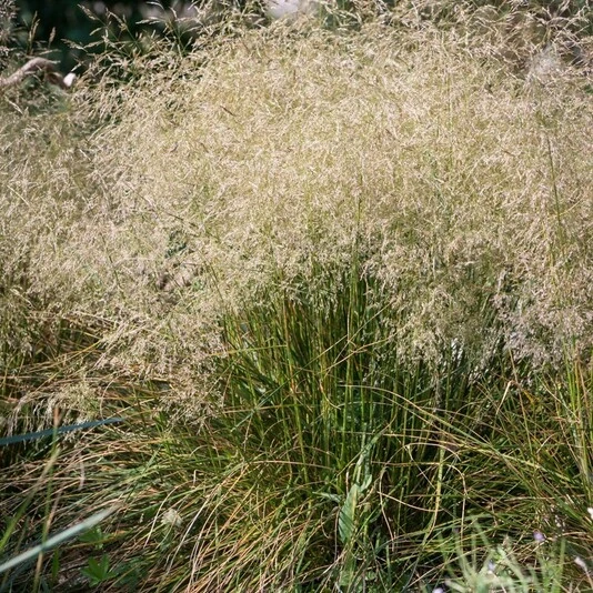 Луговик дернистый "Пикси Фонтейн" Deschampsia caespitosa "Pixie Fountain"