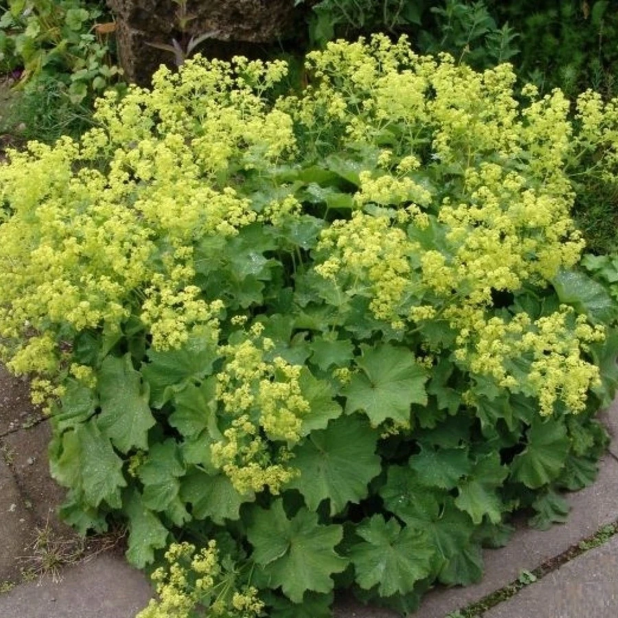 Манжетка мягкая Alchemilla mollis
