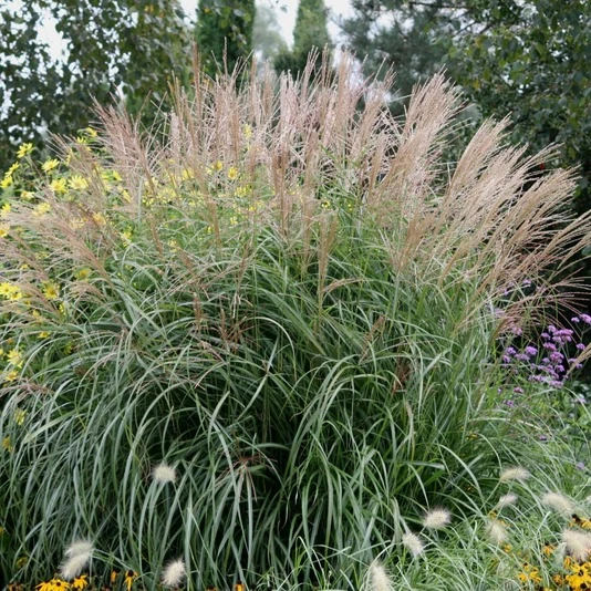 Мискантус китайский "Кляйн Фонтан" Miscanthus sinensis "Kleine Fontane"