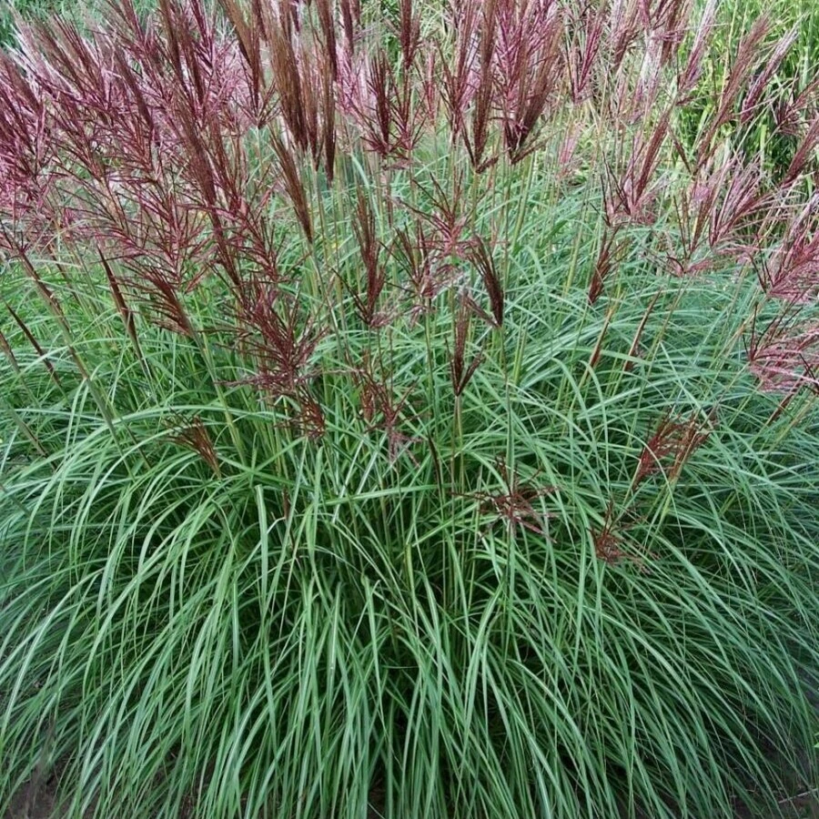 Мискантус китайский "Фернер Остен" Miscanthus sinensis "Ferner Osten"