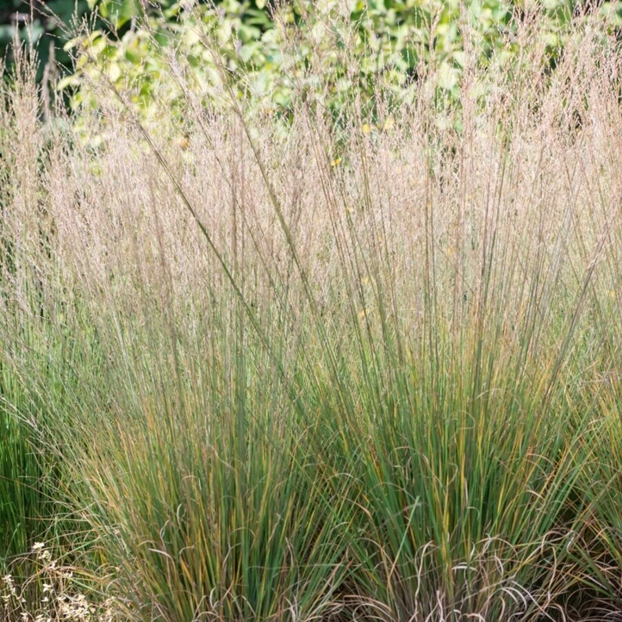 Молиния голубая "Хейдебраут" Molinia caerulea 'Heidebraut'