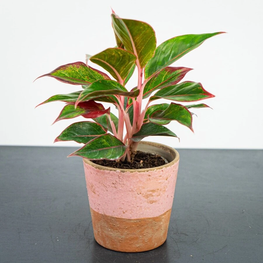 Аглаонема Крит Aglaonema Crete