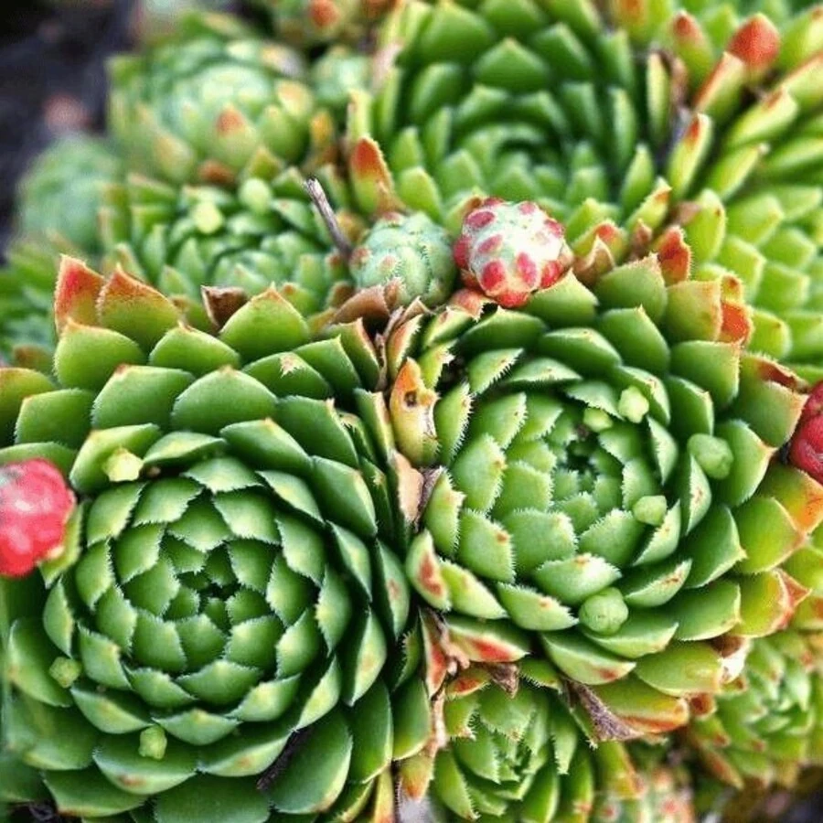 Молодило кровельное Sempervivum tectorum 